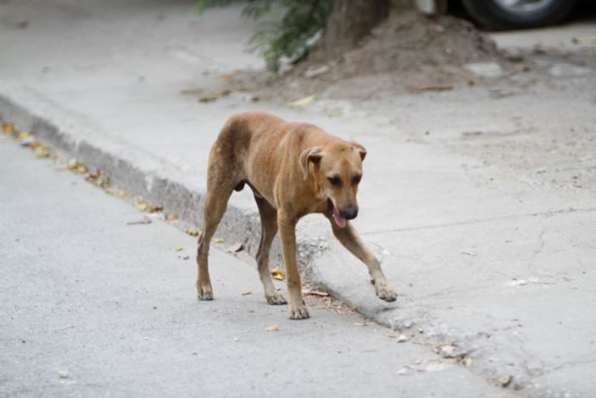 Aunque no hay una cifra exacta, ni existe un censo oficial que permita determinar cuántos animales en condición de calle tiene la ciudad, se cree que unos 270.000 perros y gatos se encuentran en este estado. //Foto Julio Castaño-El Universal