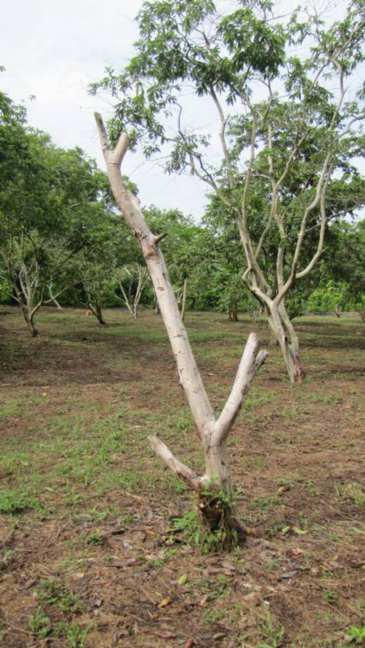Árboles de guayaba secos, arruinados por la plaga, se aprecian en todas las fincas de la vereda Paiva. HERMES FIGUEROA A. - EL UNIVERSAL