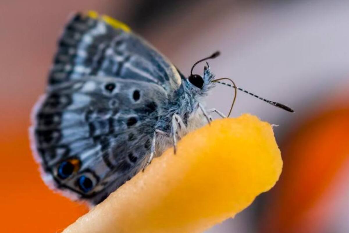 Con bebida energética pretenden salvar a la mariposa Miami Blue