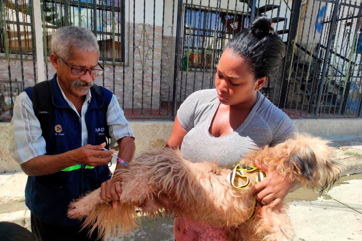 Arranca campaña de vacunación contra la rabia para perros y gatos