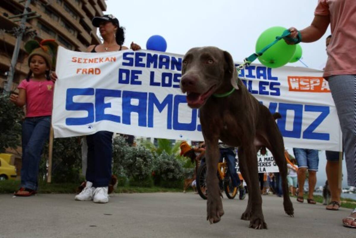 Entre los objetivos del encuentro está la construcción y apropiación de un tejido argumental para la defensa de los animales. Archivo