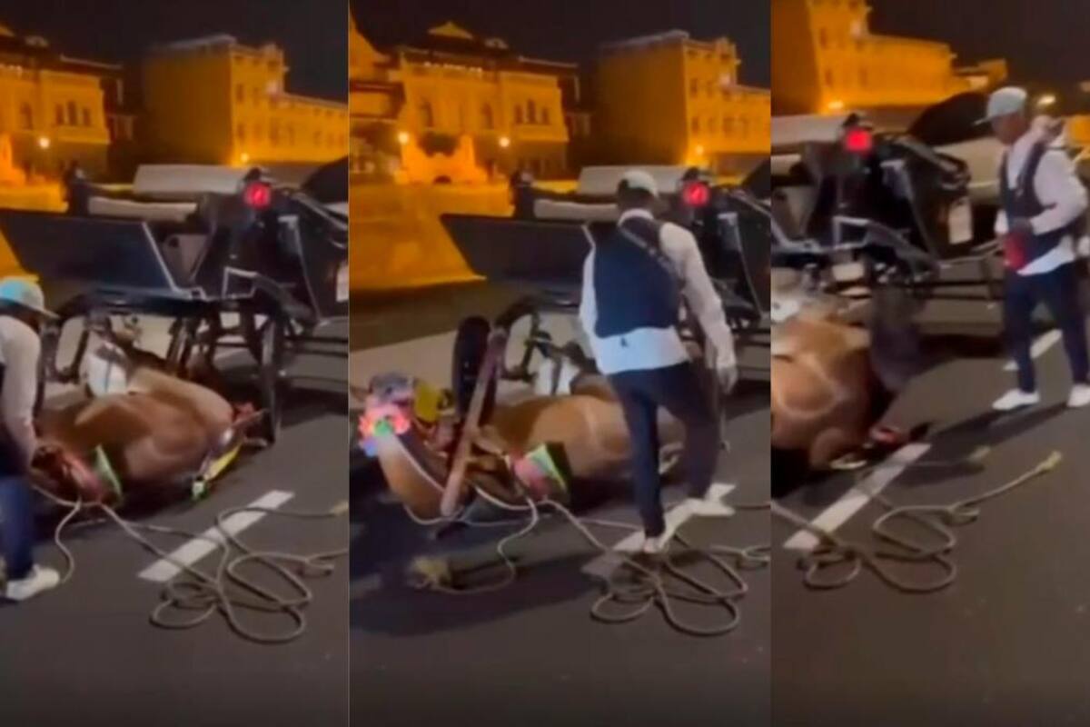 Caballo cochero sufrió trauma tras caída en la Avenida Santander