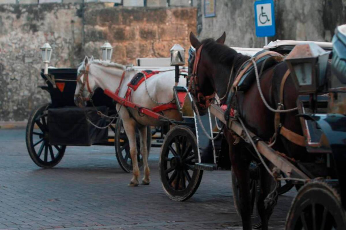 Todo sobre el proyecto que cambiaría caballos cocheros por carros eléctricos
