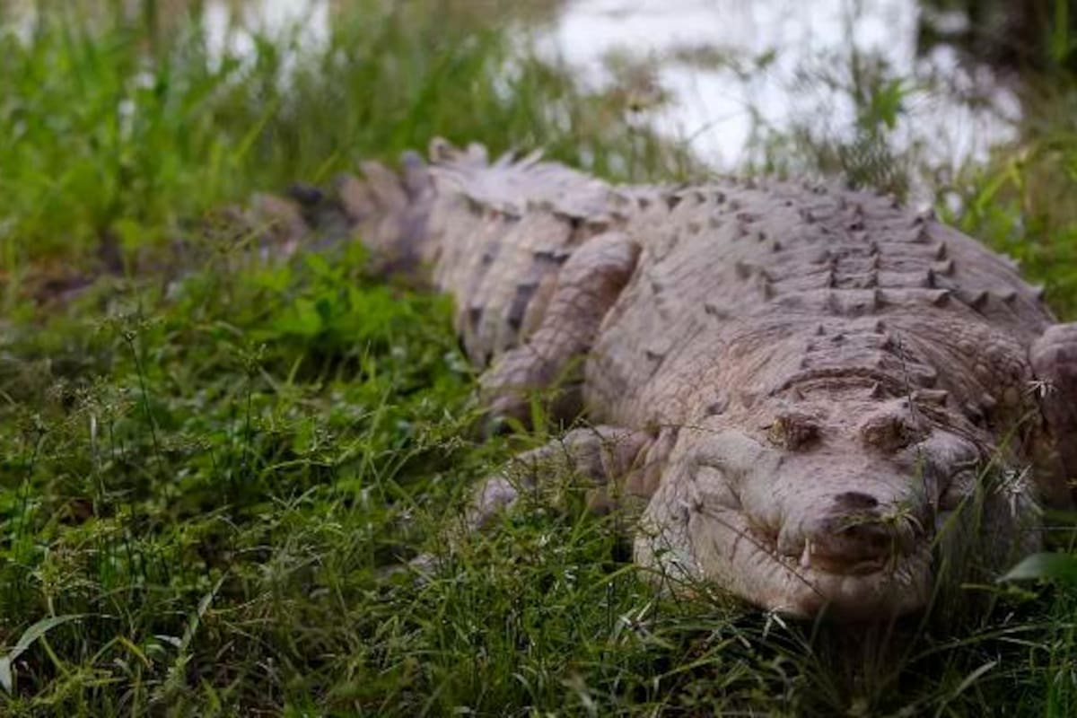 Anciano es atacado por caimán mientras paseaba por campo de golf