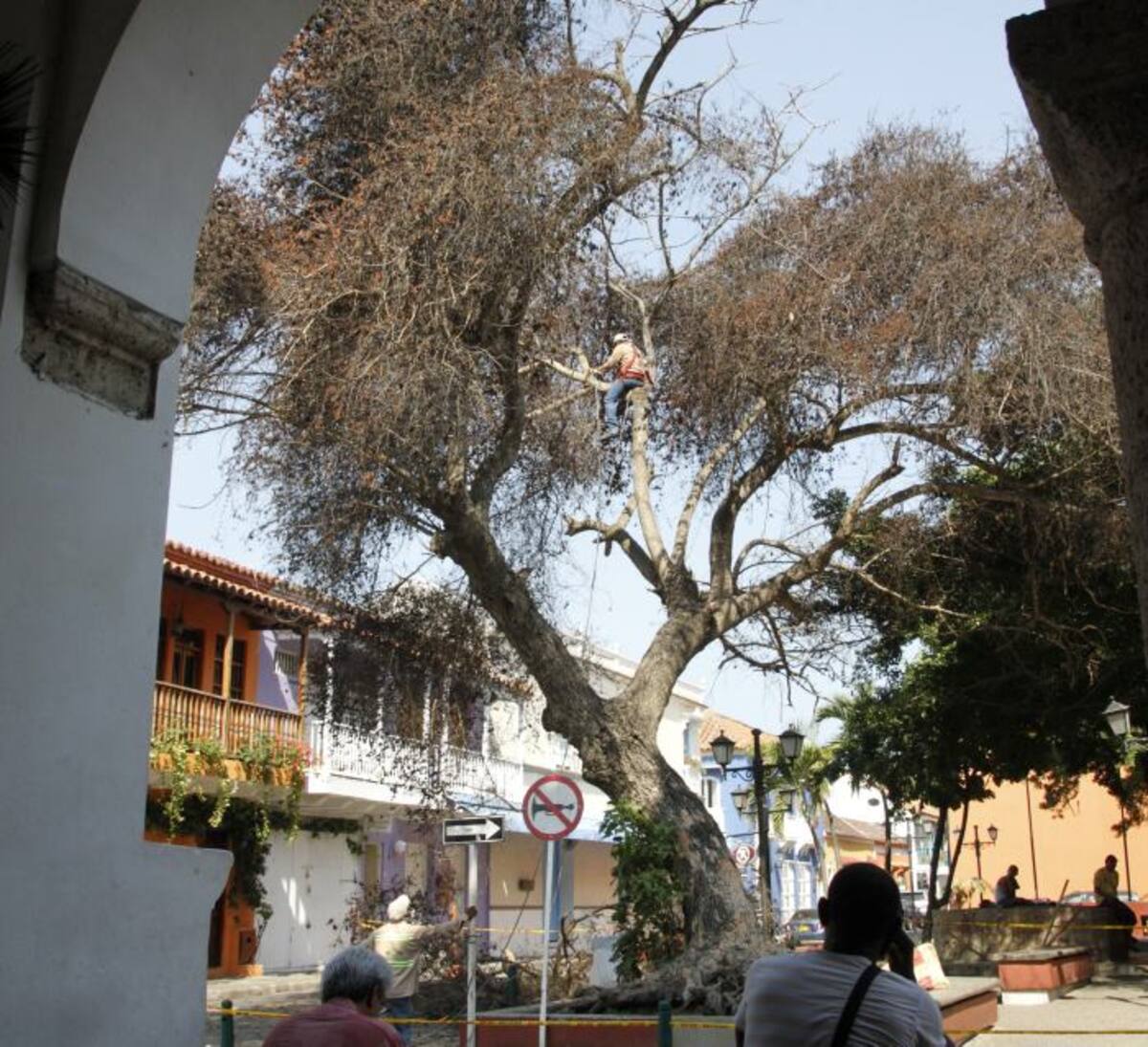 Árbol de campano en la Plaza de San Diego. LUIS EDUARDO HERRÁN - EL UNIVERSAL