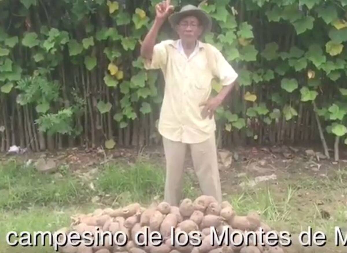 El video refleja la preocupación de los campesinos por la acumulación de la cosecha de ñames en sus fincas. Foto tomada de video.