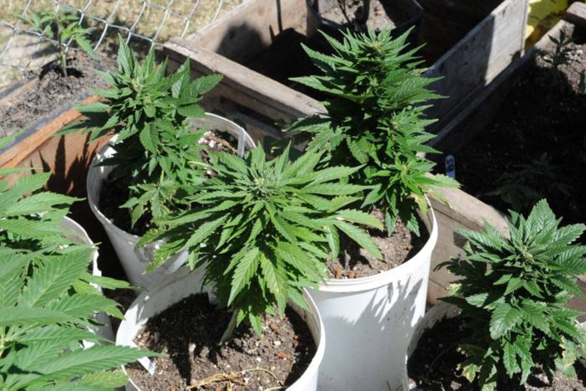 Cultivos individuales de marihuana. AFP