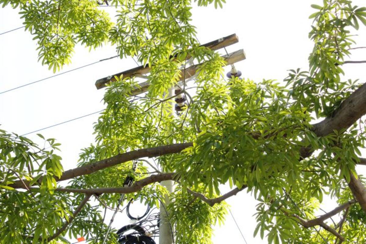 La falta de poda ha ocasionado que ramas de varios árboles estén enredadas con el cableado eléctrico. JULIO CASTAÑO BELTRÁN - EL UNIVERSAL