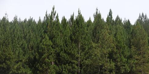 Minagricultura pide registrar plantaciones comerciales de madera