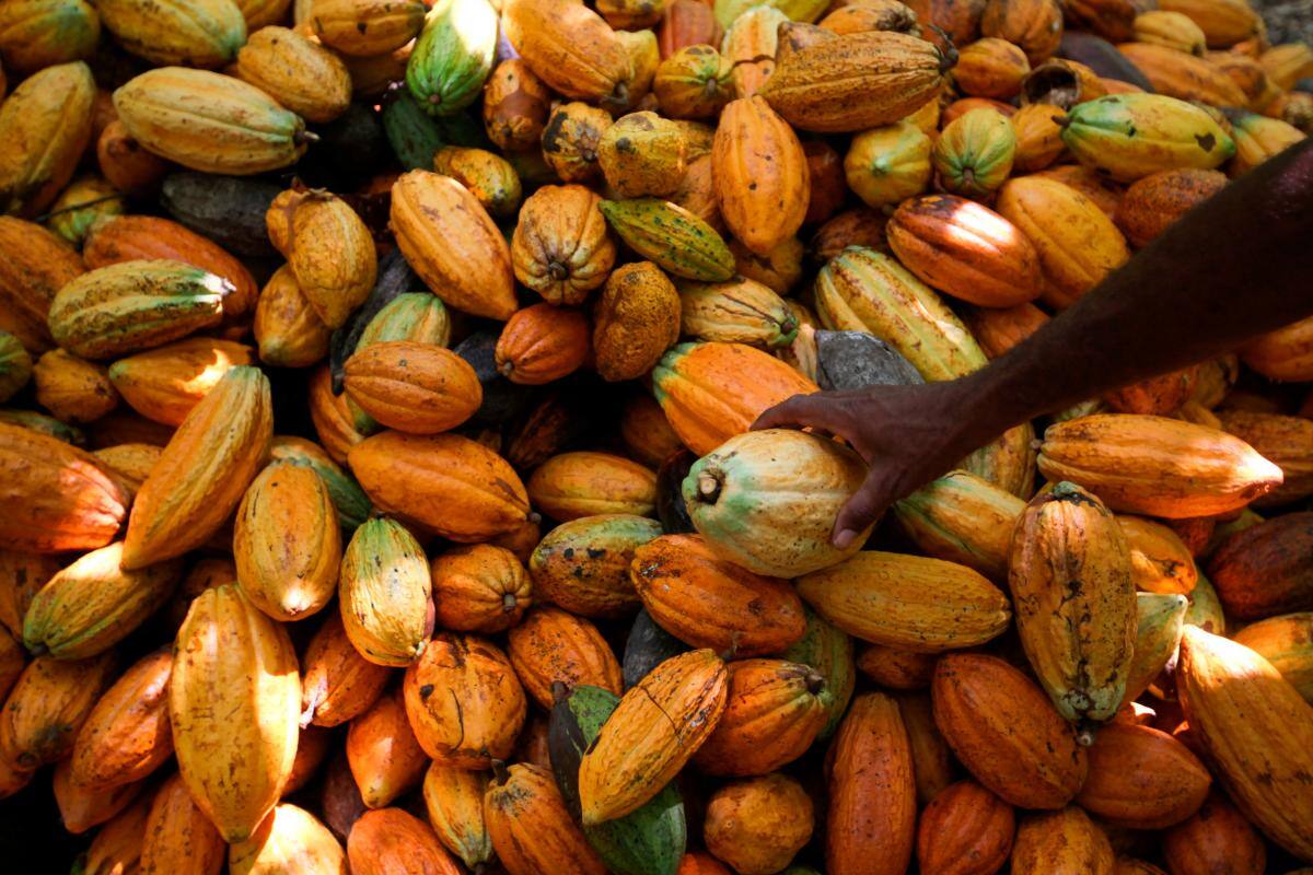 El auge del cacao en América Latina: oportunidades y desafíos