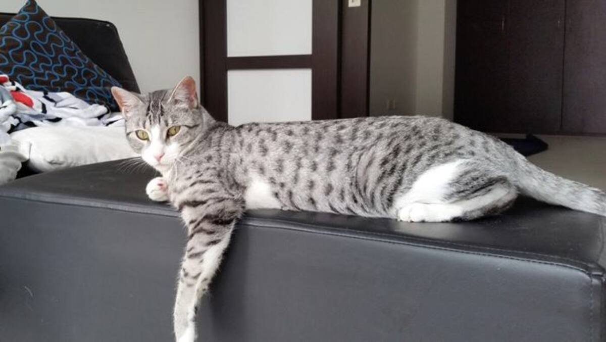 Aureliana. CORTESÍA