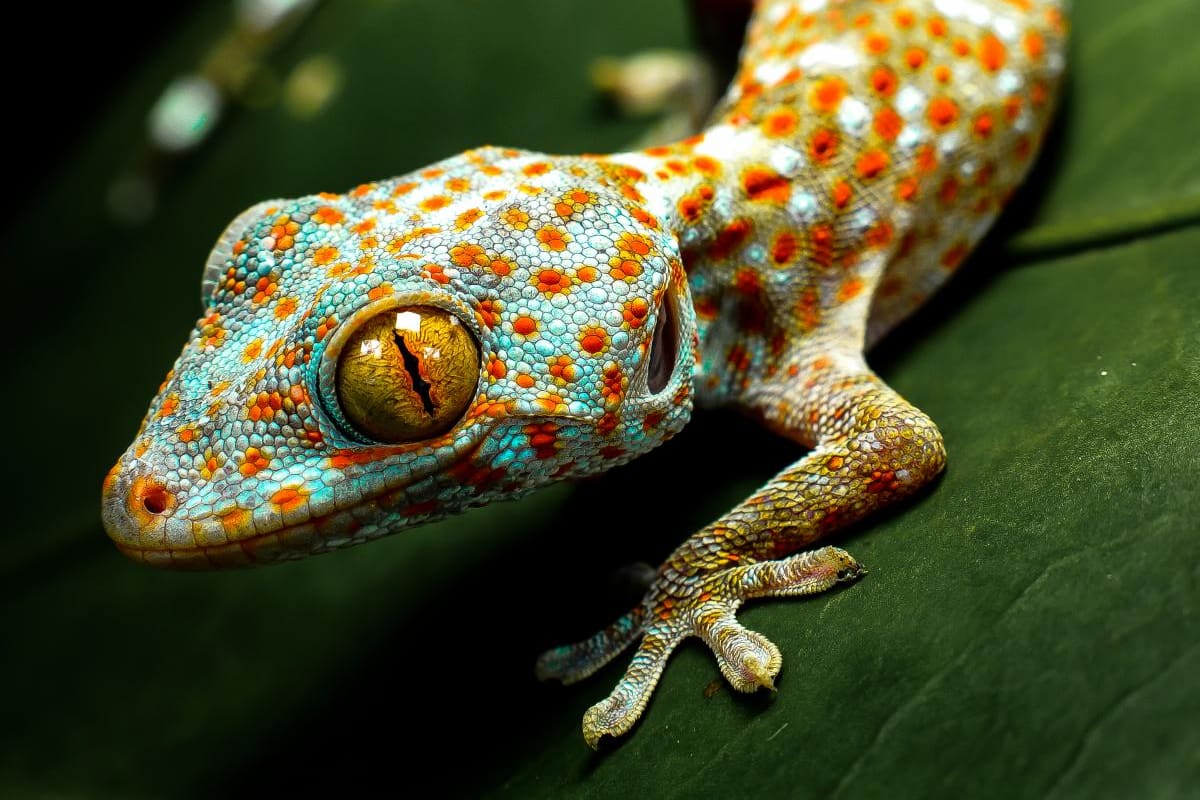 Perú establecerá red contra enfermedades en animales silvestres