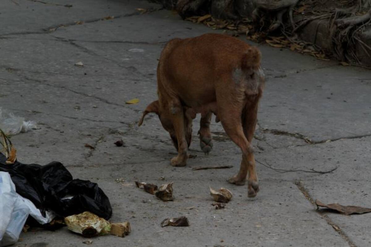 Aunque no hay una cifra exacta, ni existe un censo oficial que permita determinar cuántos animales en condición de calle tiene la ciudad, se cree que unos 270.000 perros y gatos se encuentran en este estado. //Foto Julio Castaño-El Universal