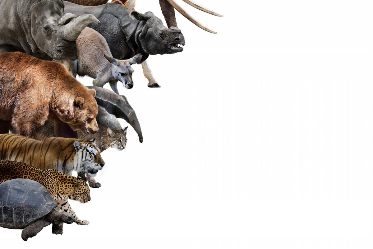 Las especies cautivas salieron en cuarentena