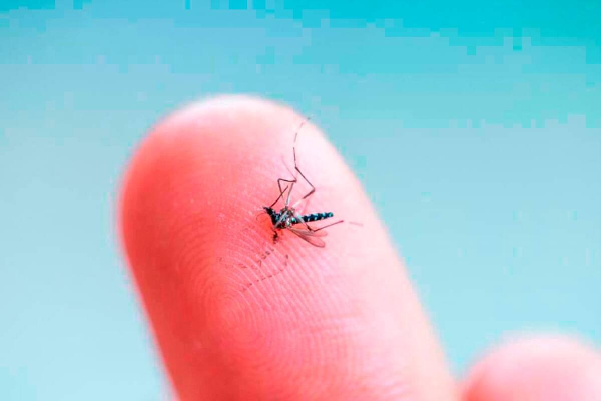 Los 6 barrios de Cartagena con más casos de dengue