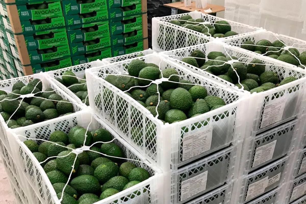 Cartagena, el puerto para exportar aguacate Hass