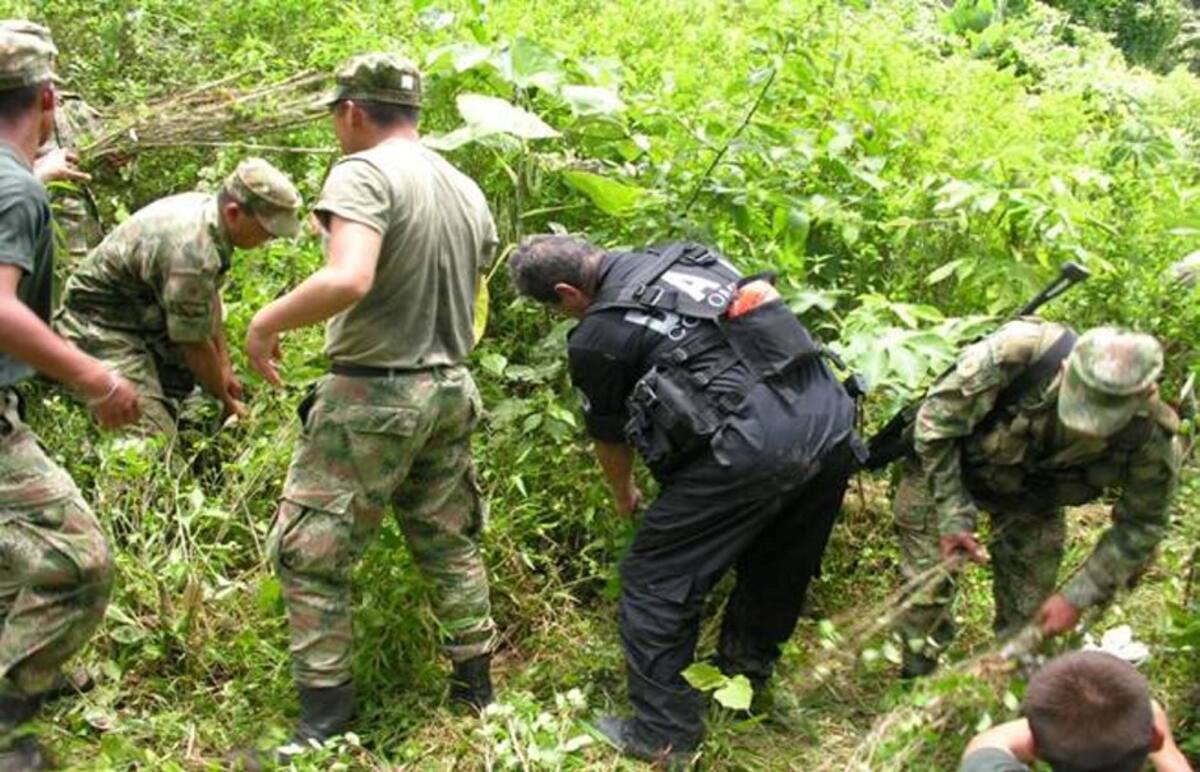 Las autoridades trabajan para reducir las plantaciones de coca y producción de cocaína. ARCHIVO