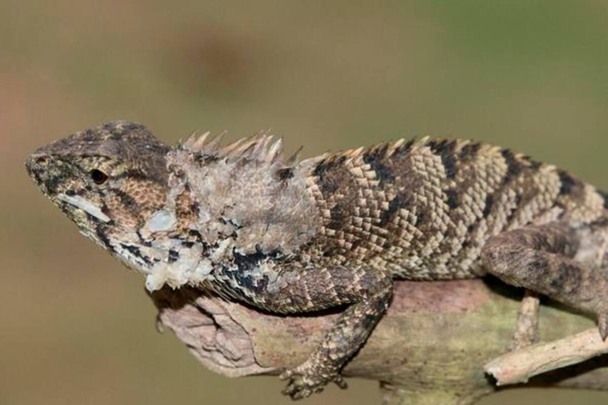 Tiene la lengua naranja: nueva especie de iguana es descubierta en China