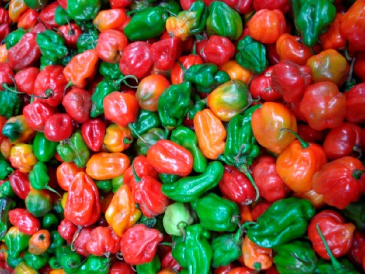 El ají dulce es uno de los productos que está registrando precios bajos dentro de sus cotizaciones en Montería. REDACCIÓN/DIARIO EL UNIVERSAL