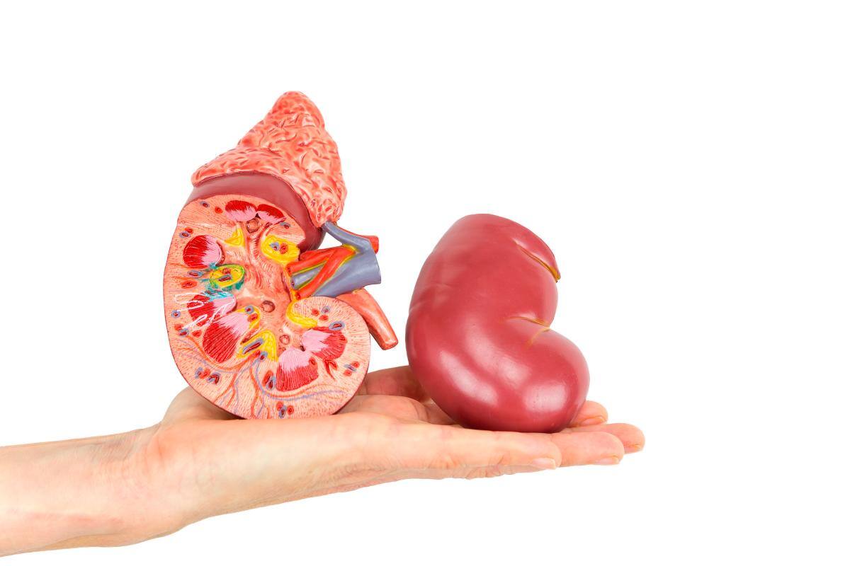 ¿Donaría un órgano si pudiera? Los pasos para donar en Colombia