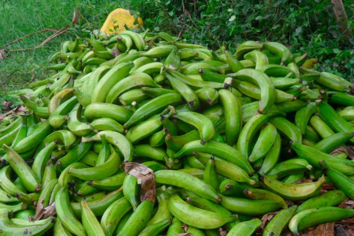 El plátano, el alimento con mayor variación de precios en Cartagena
