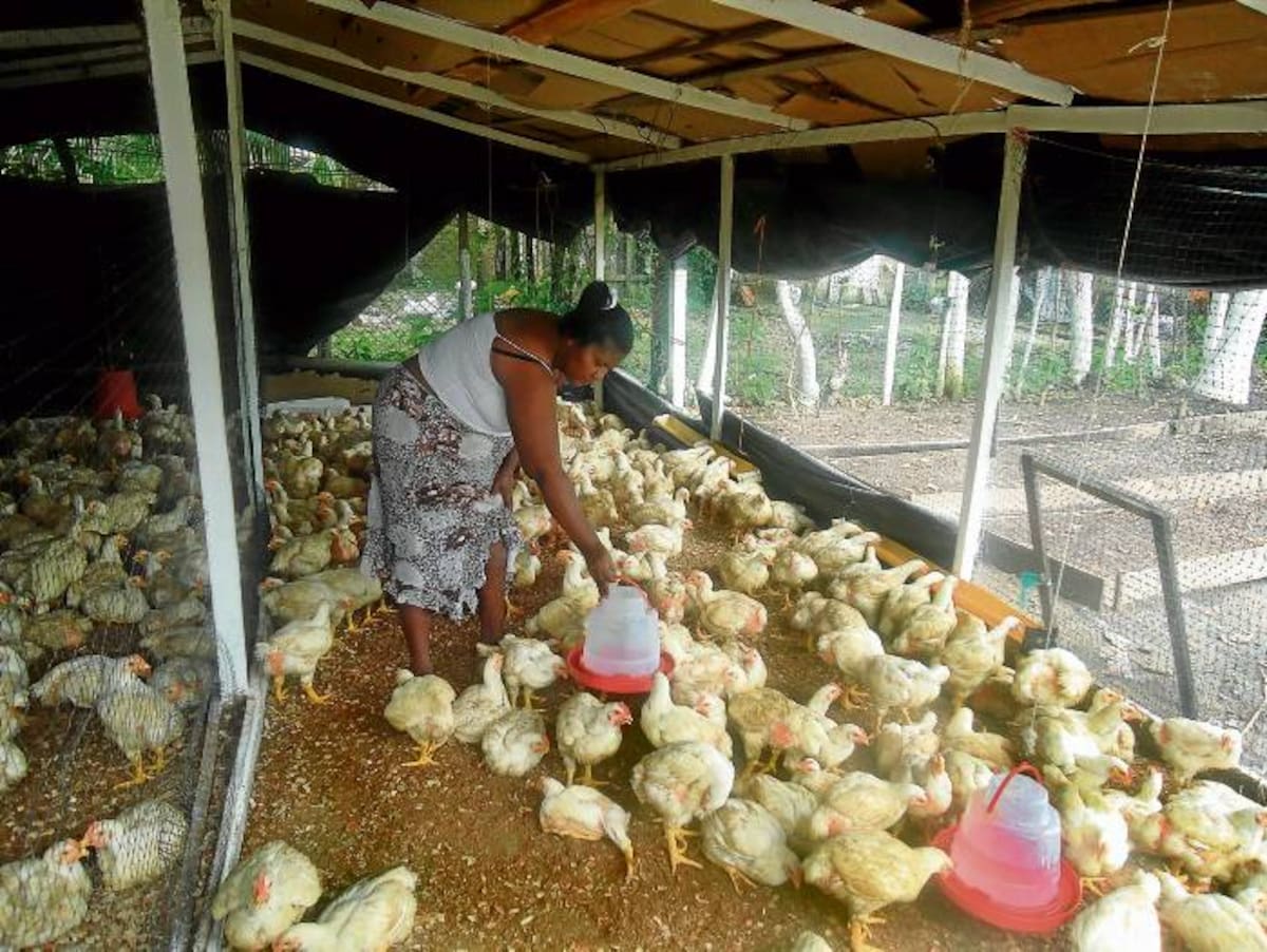 Programa de gallinas ponedoras, que beneficia a familias en la zona rural y barrios vulnerables de la ciudad.