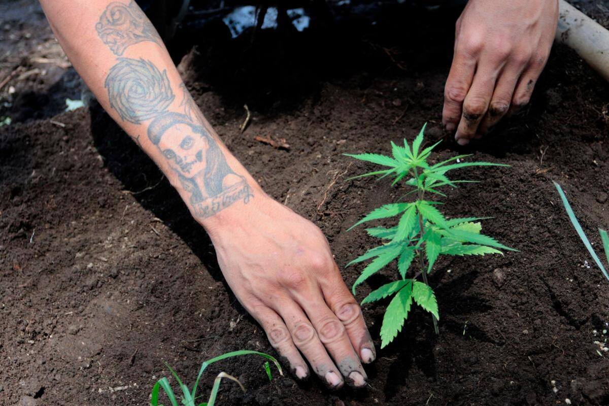 Exigen al Senado mexicano cumplir con legislación del cannabis