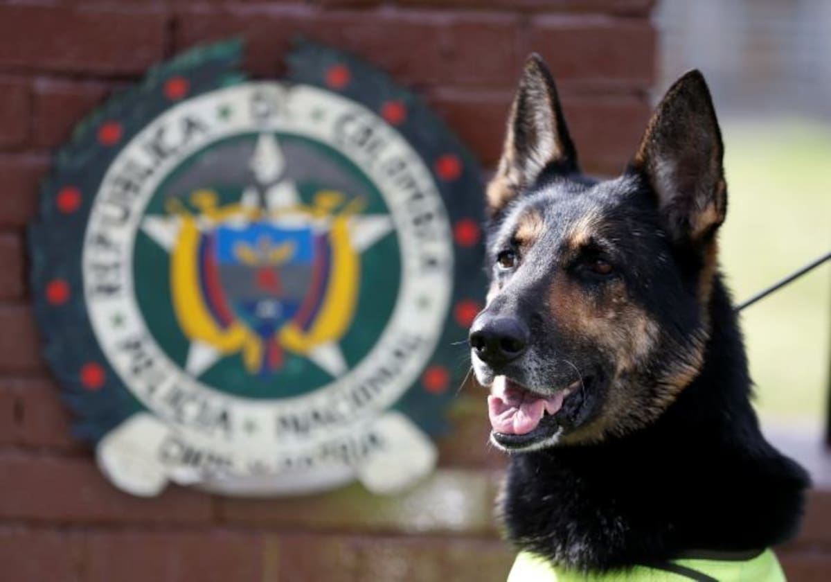 Sombra, una pastor alemán de 6 años, ha ayudado a la policía de Colombia a detectar más de 2.000 kilos de cocaína escondidos en maletas, barcos y grandes cargamentos de frutas. AP