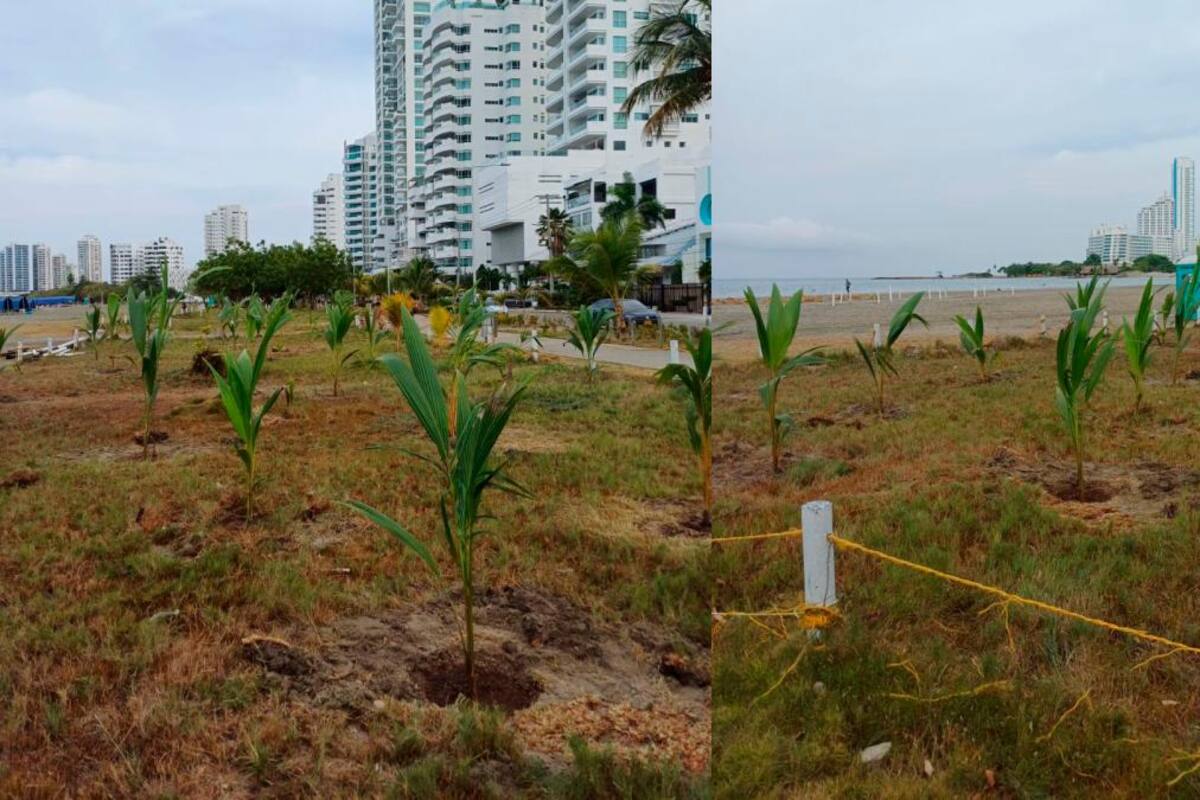 ¡Buena esa! JAC de Castillogrande planta 50 árboles en zona de la playa