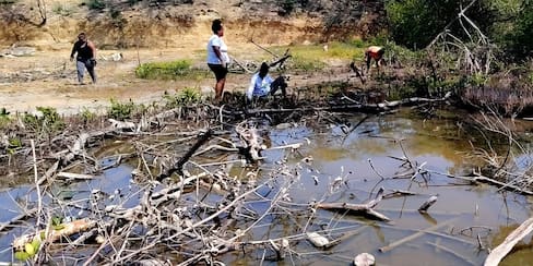 Siembran 3.000 mangles en La Boquilla para recuperar la Ciénaga de la Virgen