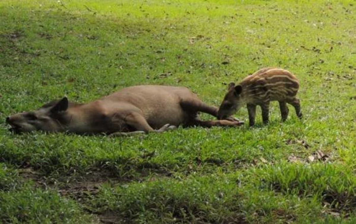 La danta del Pacífico o tapir es una especie en peligro de extinción. FOTO: COLPRENSA