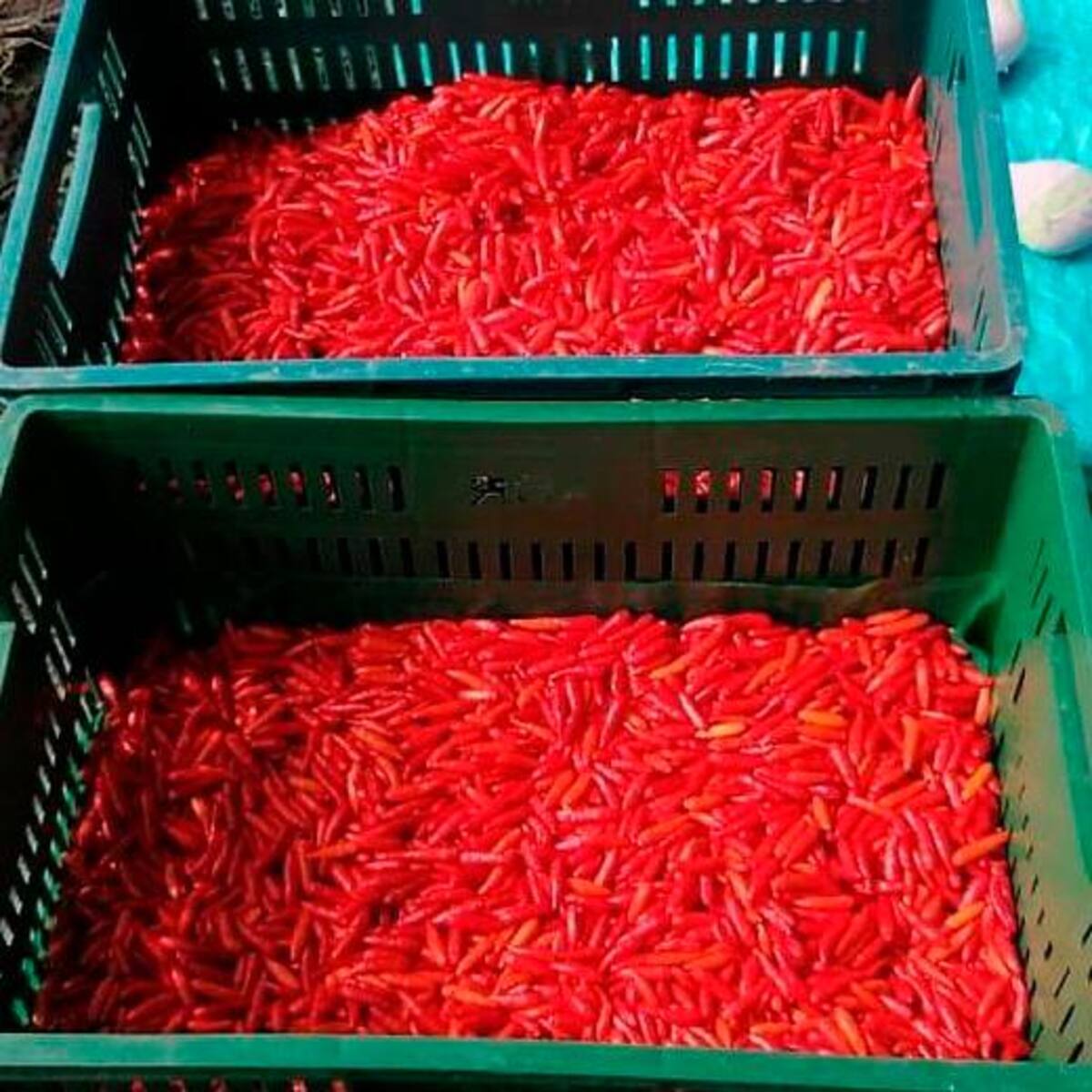 En febrero de este año, las familias restituidas empezaron a recoger las primeras cosechas de sus cultivos y hasta la fecha han entregado 53.000 kilos de ají tabasco.