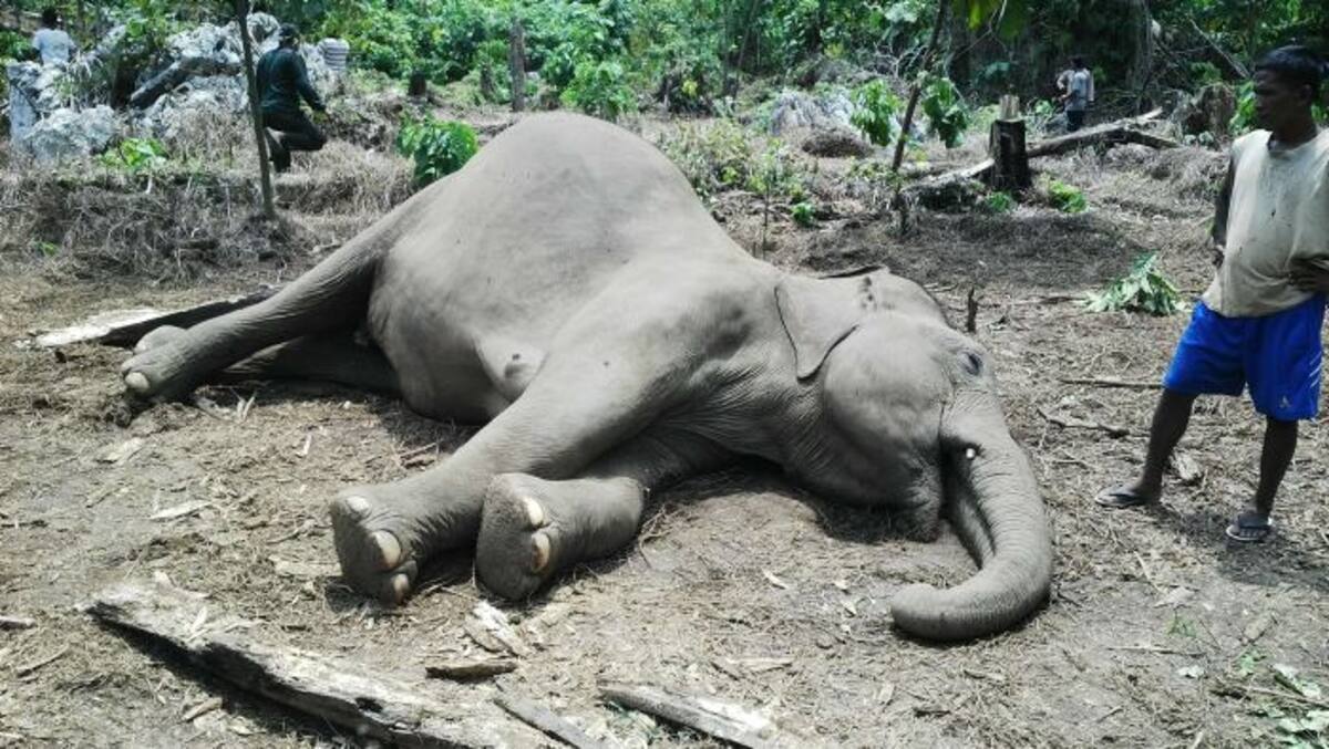 El elefante tenía más de 50 años. AFP FOREST PROTECTION AGENCY