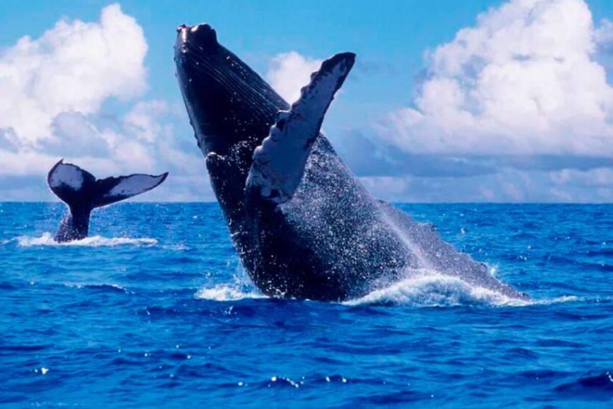 Colombianas descubren por qué cantan las ballenas jorobadas