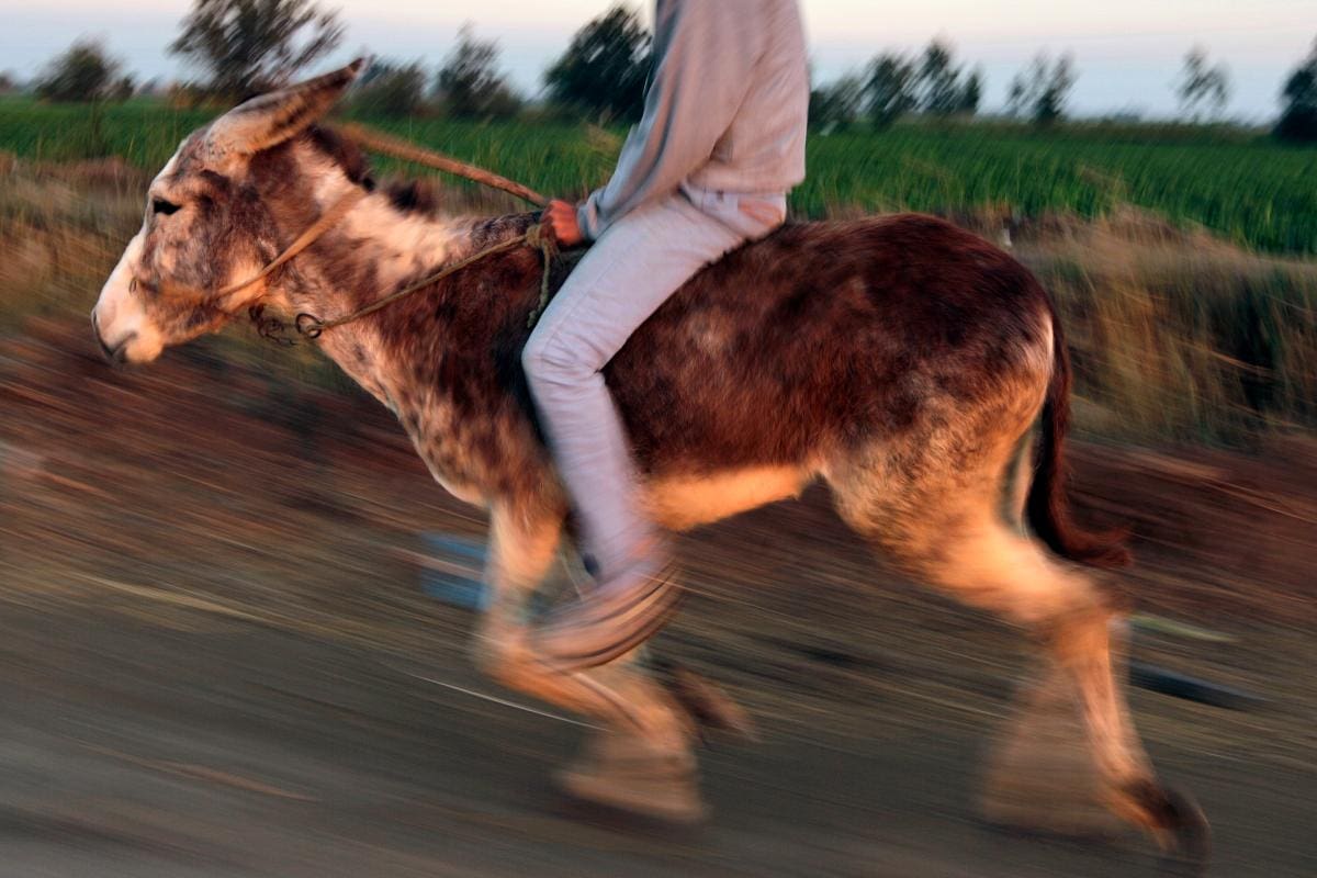 Descubren que al burro lo domesticaron en África hace 7 mil años