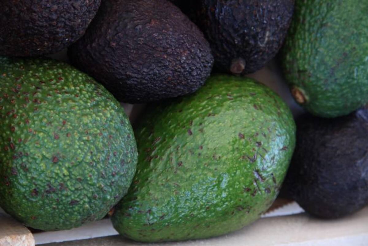 En Chile, el kilo de aguacates está a unos 5.000 pesos (unos 7,8 dólares) el kilo, muy por encima de la media que se vende en los países limítrofes. ARCHIVO