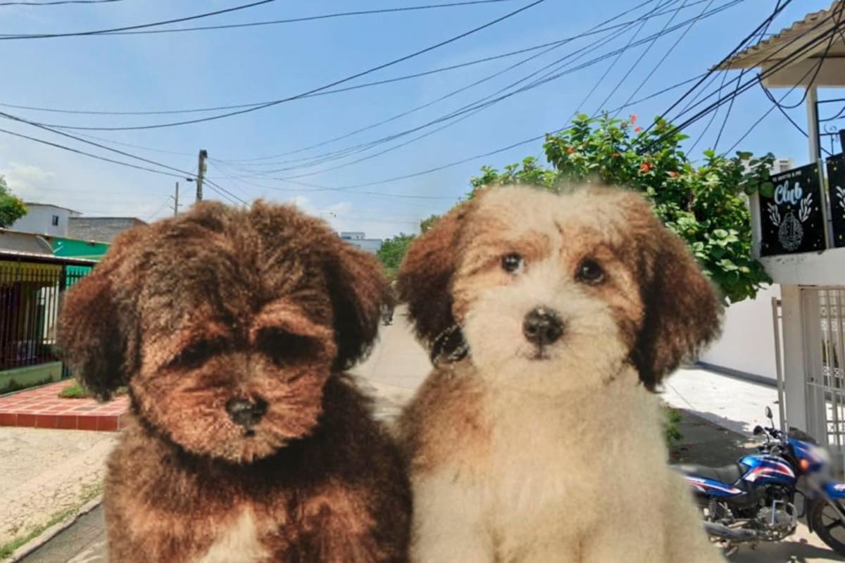 ¡Lamentable! Enjambre de abejas deja tres perritas muertas en barrio de Cartagena