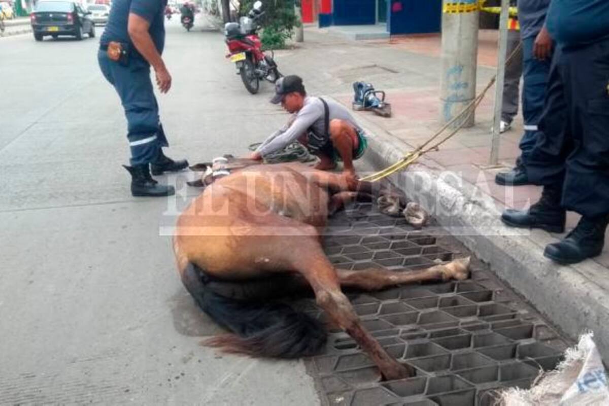 Más de tres horas completó caballo atrapado en rejilla de desagüe