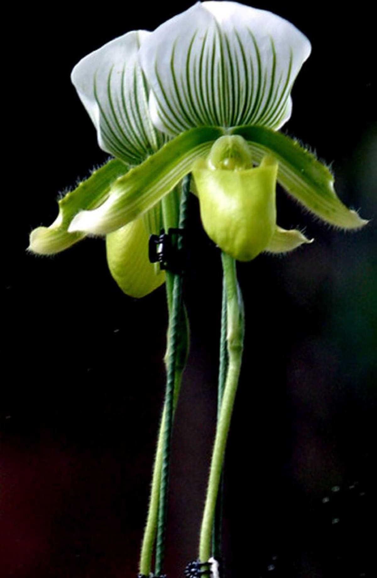 Las familias con más especies encontradas fueron Orchidaceae (orquídeas), Rubiaceae (rubiáceas) y Fabaceae (leguminosas). COLPRENSA