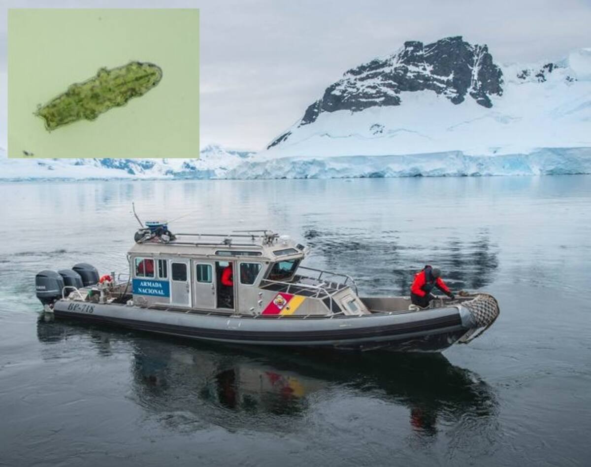 Las muestras de tardígrados en estado de criptobiosis despegaron el pasado 22 de junio a bordo del cohete Terrie Orion Improved en la base de Wallops Isalnd en Virginia-Estados Unidos.