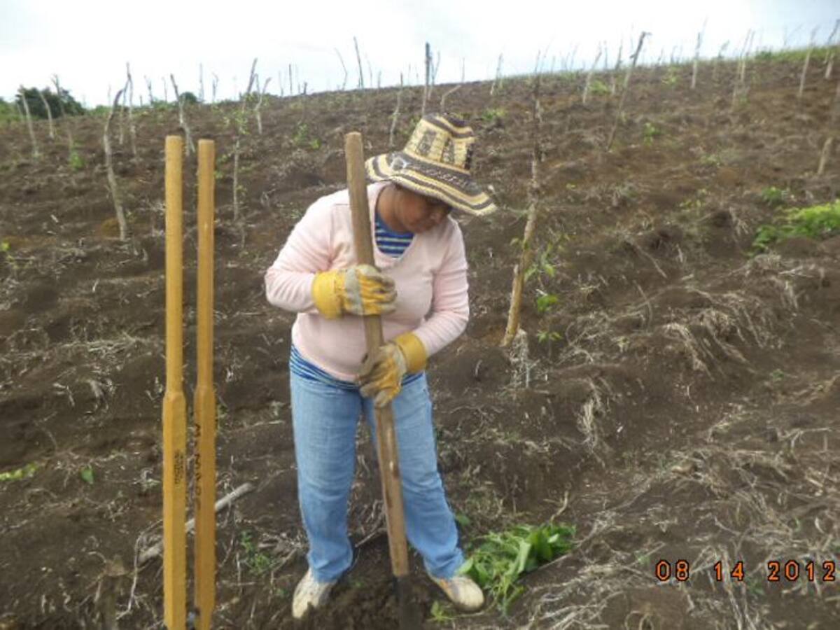 Cultivos de ñame, maíz, yuca, plátano, ají y ahuyama, las apuestas de las mujeres asociadas. CORTESÍA