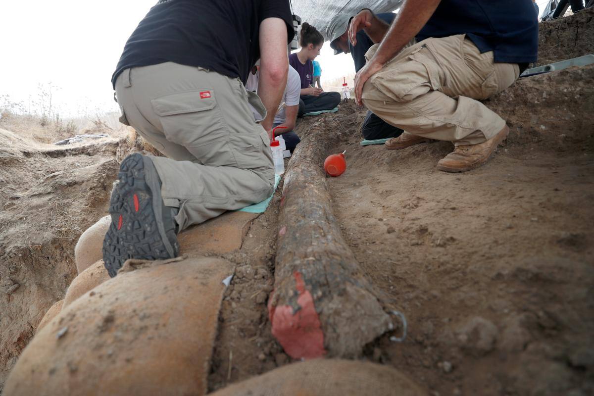 Descubren en Israel un colmillo de elefante de hace medio millón de años