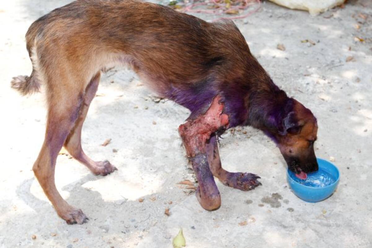 Las hermanas Castaño dieron comida y agua al animal y los llevaron hasta Ángeles con Patas. Julio Castaño.