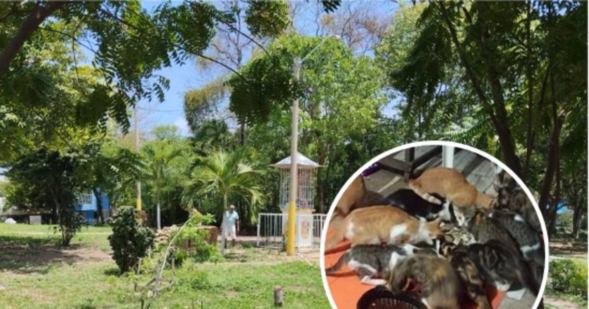 Proliferación de gatos en parque de Altos del Campestre alarma a residentes del sector