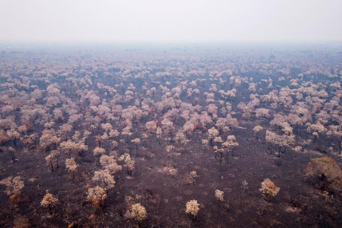 Área destruida por incendios forestales en Brasil saltó un 260,5 % en enero
