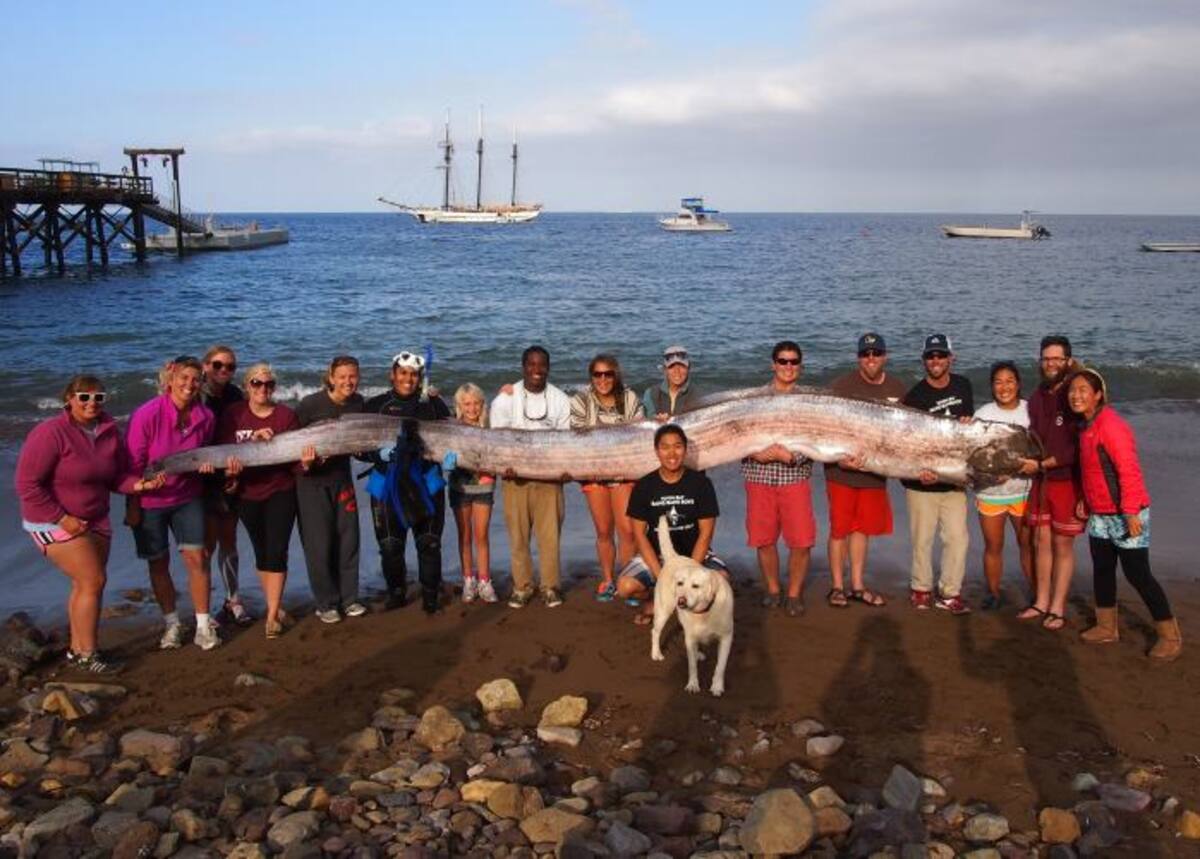 La serpiente marina puede crecer a más de 15 metros (50 pies), vive en aguas profundas y es el mayor pescado óseo en el mundo. AP