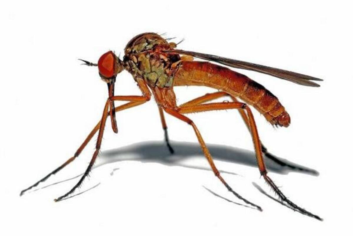 Mosquito transmisor del Zika. COLPRENSA