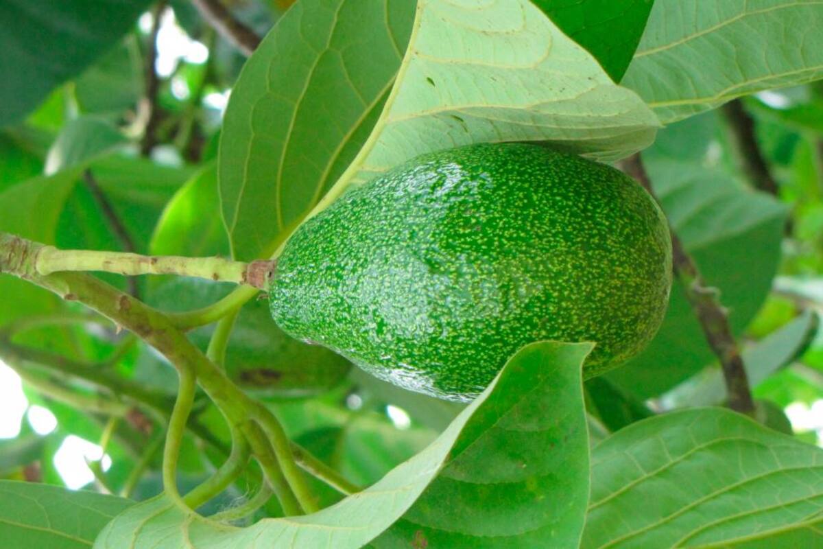 WAC 2019: el mundo del aguacate en Medellín