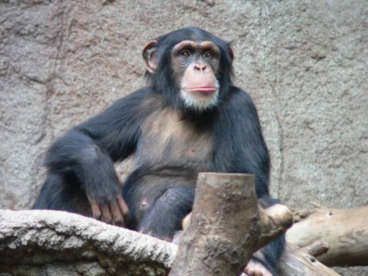 Niños y chimpancés comparten conductas al momento de castigos EFE