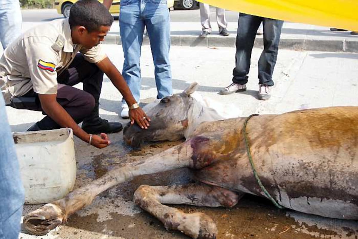 Un caballo se salvó de morir abandonado después de una extenuante y abusiva jornada de trabajo a la que fue sometido durante las fiestas de la Candelaria. ÓSCAR DÍAZ ACOSTA - EL UNIVERSAL